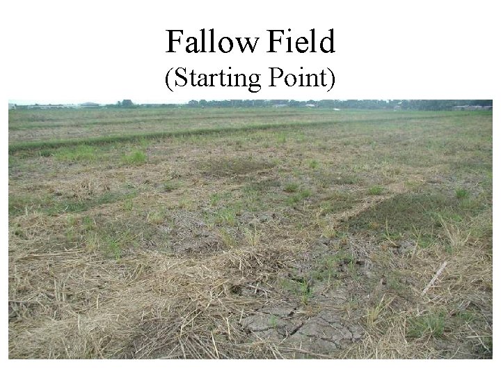 Fallow Field (Starting Point) Fallow Field (Starting Point)