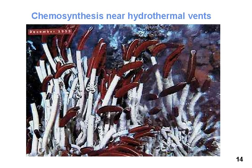 Chemosynthesis near hydrothermal vents 14 