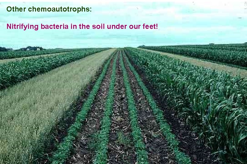 Other chemoautotrophs: Nitrifying bacteria in the soil under our feet! 15 