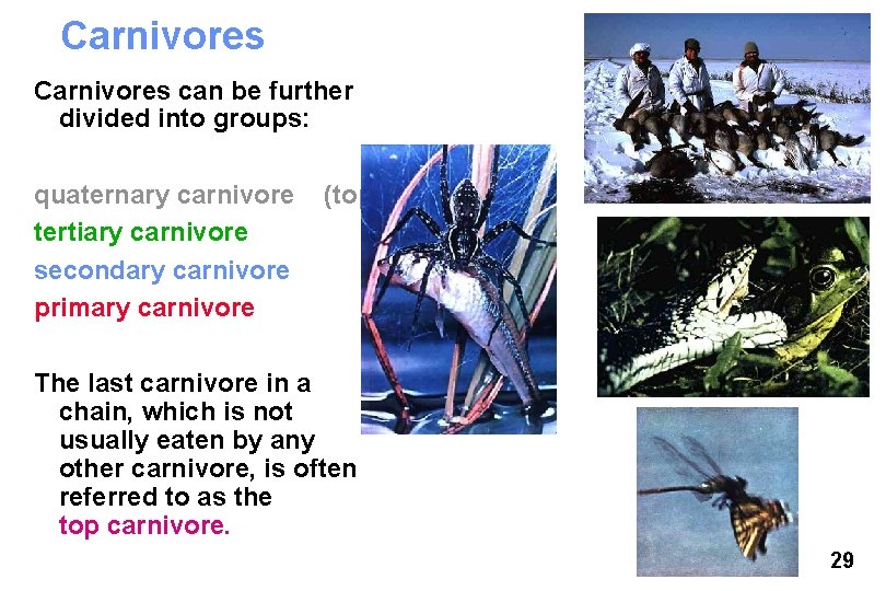 Carnivores can be further divided into groups: quaternary carnivore tertiary carnivore secondary carnivore primary
