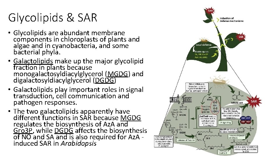 Glycolipids & SAR • Glycolipids are abundant membrane components in chloroplasts of plants and