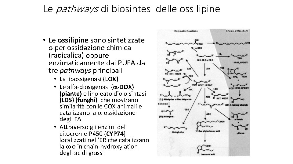 Le pathways di biosintesi delle ossilipine • Le ossilipine sono sintetizzate o per ossidazione