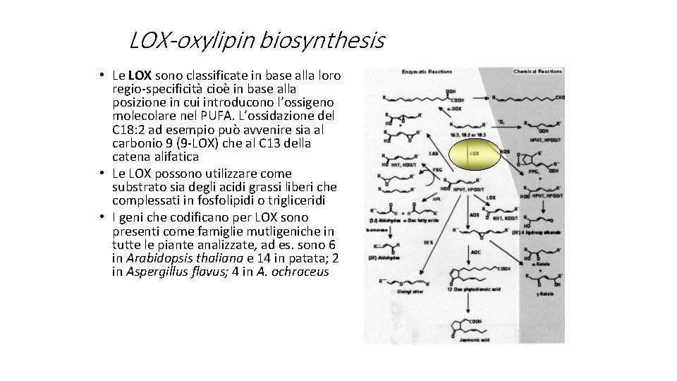 LOX-oxylipin biosynthesis • Le LOX sono classificate in base alla loro regio-specificità cioè in