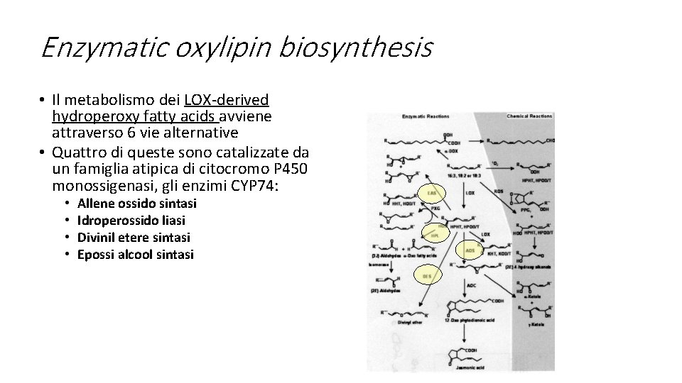 Enzymatic oxylipin biosynthesis • Il metabolismo dei LOX-derived hydroperoxy fatty acids avviene attraverso 6