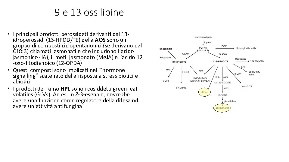 9 e 13 ossilipine • I principali prodotti perossidati derivanti dai 13 idroperossidi (13