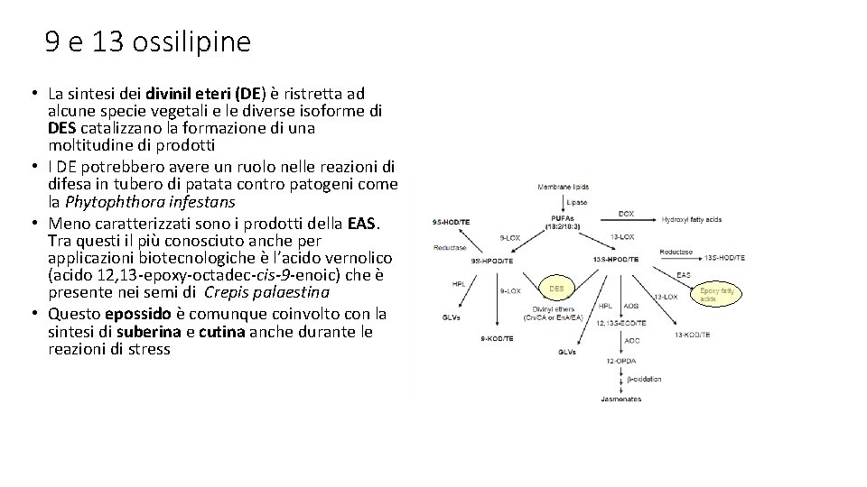 9 e 13 ossilipine • La sintesi dei divinil eteri (DE) è ristretta ad
