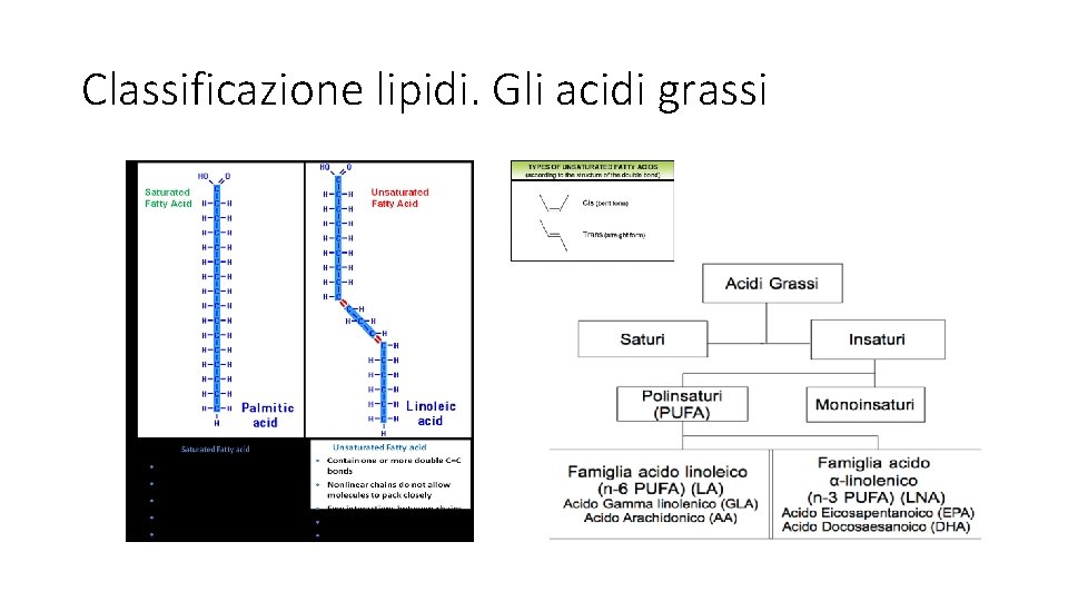 Classificazione lipidi. Gli acidi grassi 