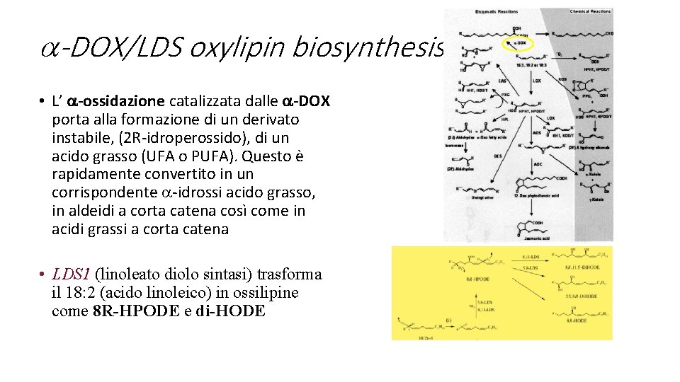 a-DOX/LDS oxylipin biosynthesis • L’ a-ossidazione catalizzata dalle a-DOX porta alla formazione di un