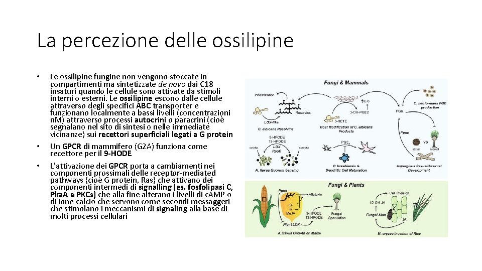La percezione delle ossilipine • • • Le ossilipine fungine non vengono stoccate in
