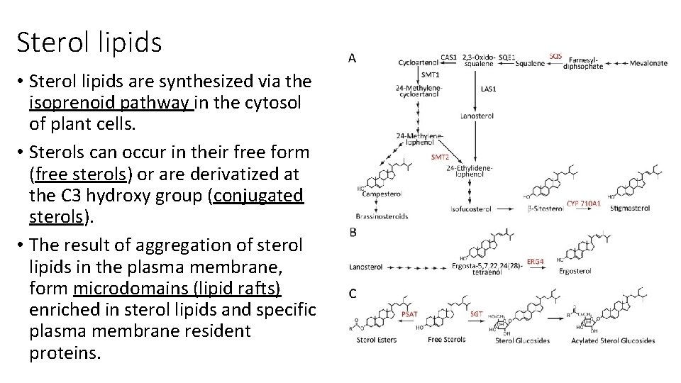 Sterol lipids • Sterol lipids are synthesized via the isoprenoid pathway in the cytosol