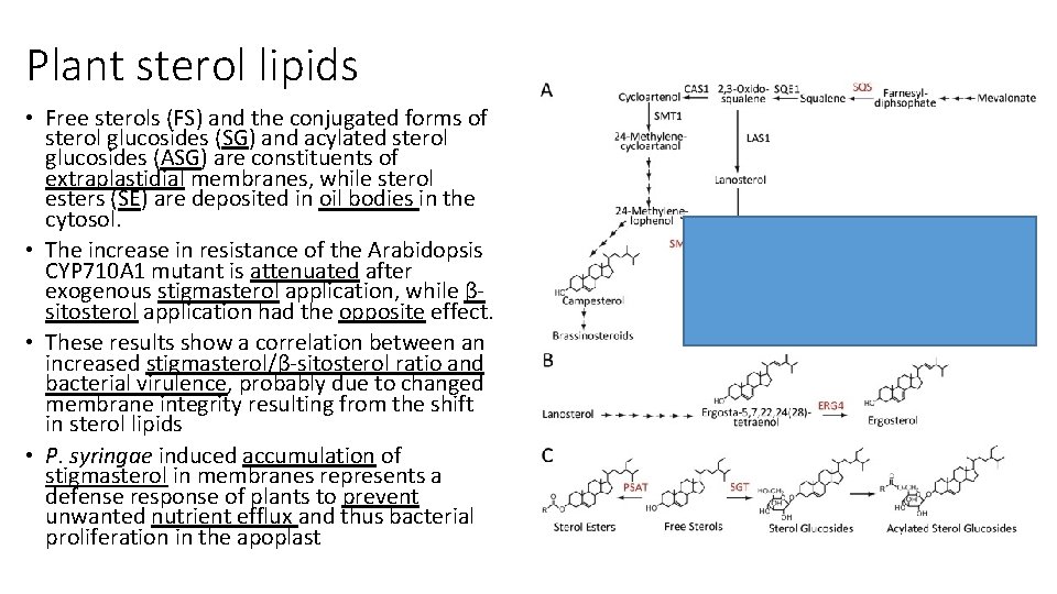 Plant sterol lipids • Free sterols (FS) and the conjugated forms of sterol glucosides