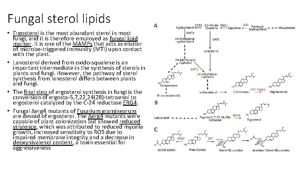 Fungal sterol lipids • Ergosterol is the most abundant sterol in most fungi, and