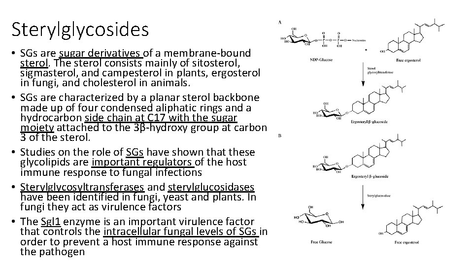 Sterylglycosides • SGs are sugar derivatives of a membrane-bound sterol. The sterol consists mainly
