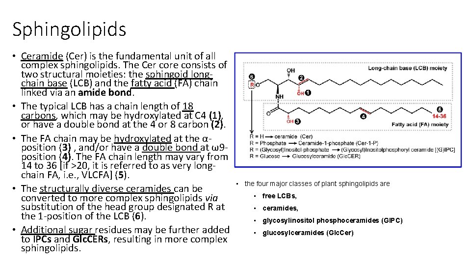 Sphingolipids • Ceramide (Cer) is the fundamental unit of all complex sphingolipids. The Cer