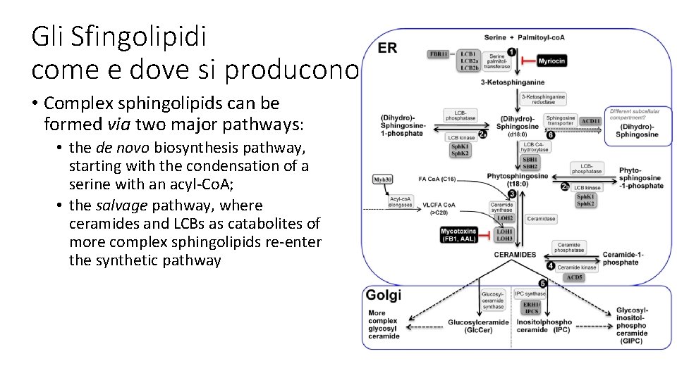 Gli Sfingolipidi come e dove si producono • Complex sphingolipids can be formed via