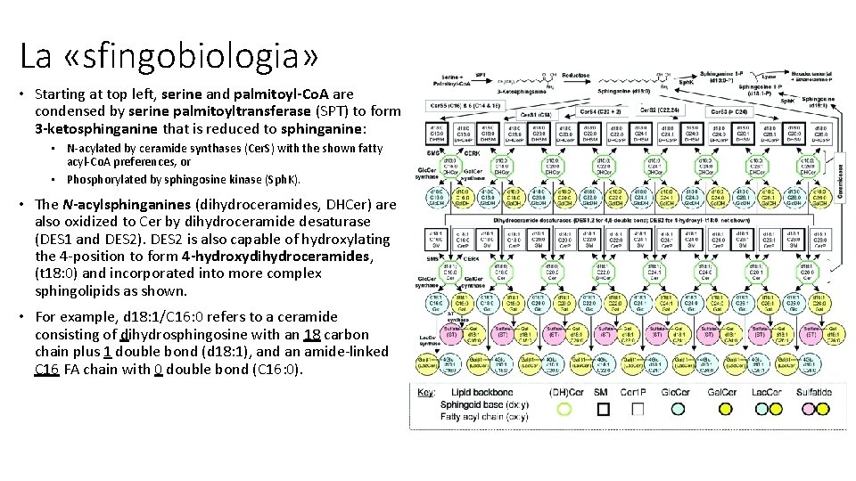 La «sfingobiologia» • Starting at top left, serine and palmitoyl-Co. A are condensed by