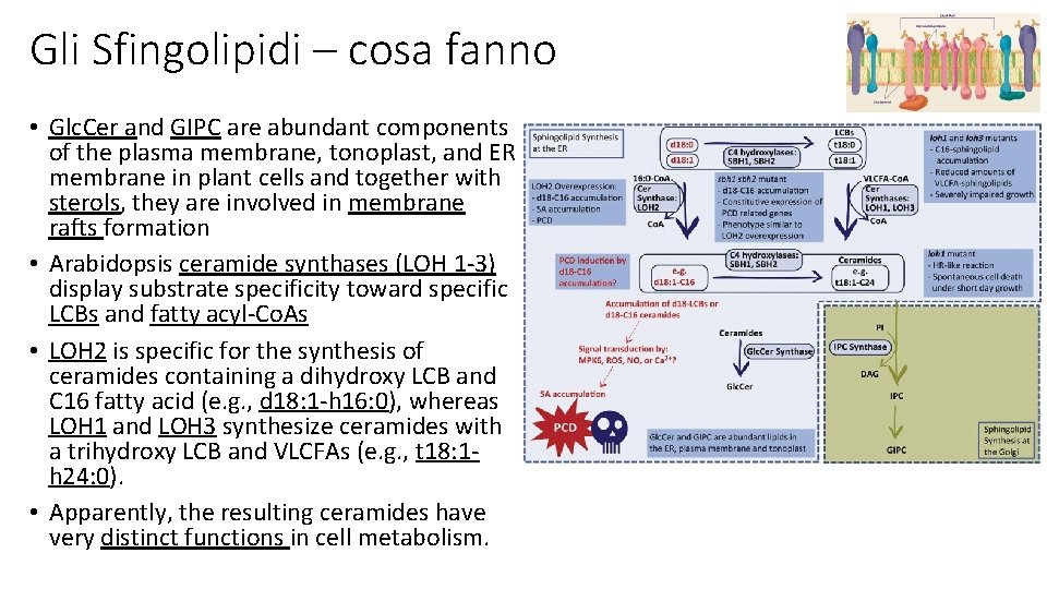 Gli Sfingolipidi – cosa fanno • Glc. Cer and GIPC are abundant components of