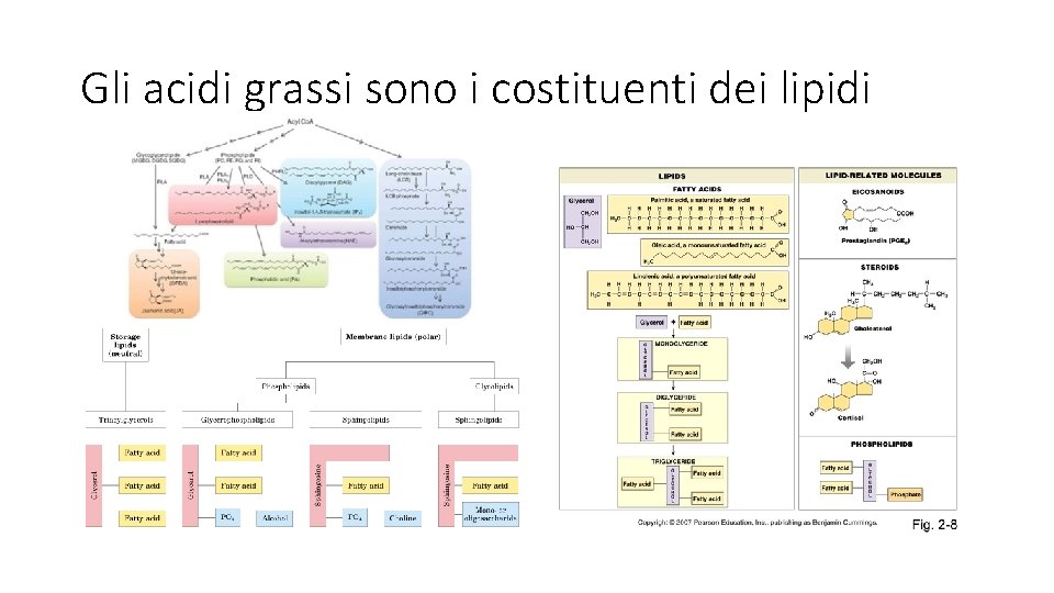 Gli acidi grassi sono i costituenti dei lipidi 