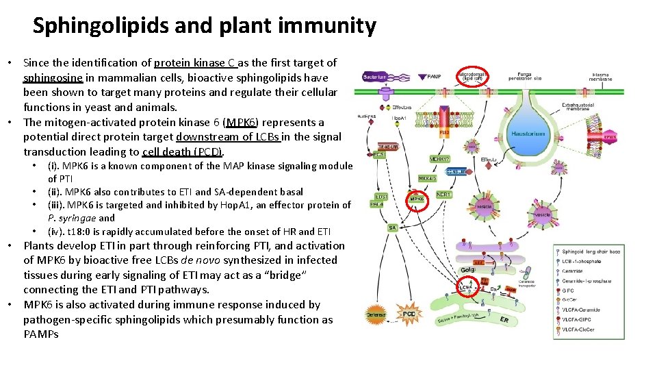 Sphingolipids and plant immunity • Since the identification of protein kinase C as the