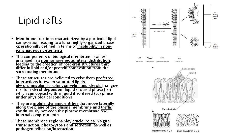 Lipid rafts • Membrane fractions characterized by a particular lipid composition leading to a