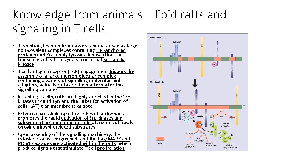 Knowledge from animals – lipid rafts and signaling in T cells • T lymphocytes