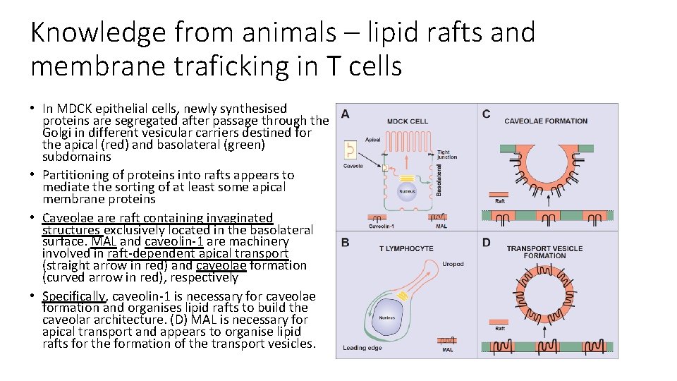 Knowledge from animals – lipid rafts and membrane traficking in T cells • In