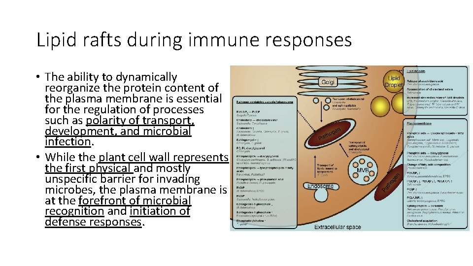 Lipid rafts during immune responses • The ability to dynamically reorganize the protein content