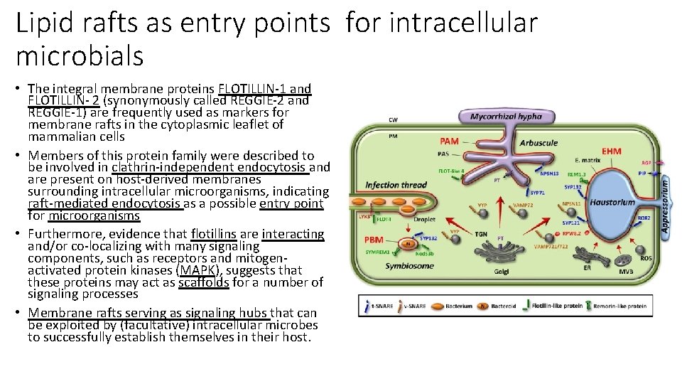 Lipid rafts as entry points for intracellular microbials • The integral membrane proteins FLOTILLIN-1