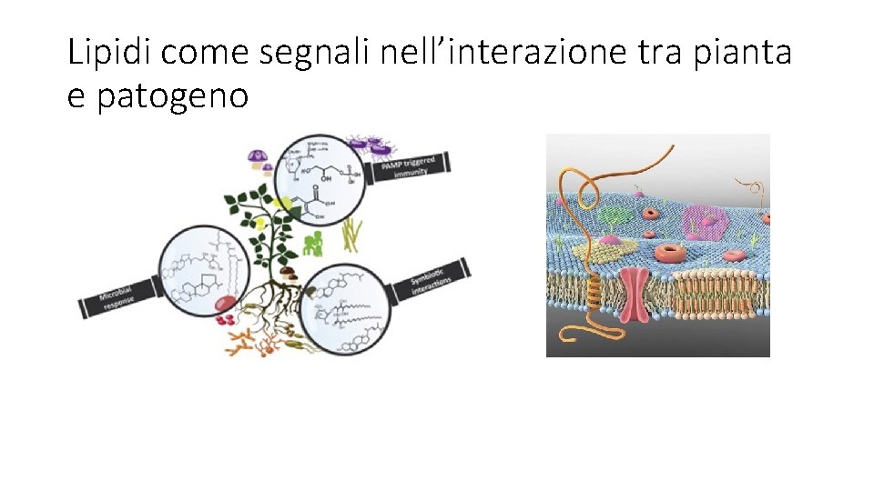 Lipidi come segnali nell’interazione tra pianta e patogeno 