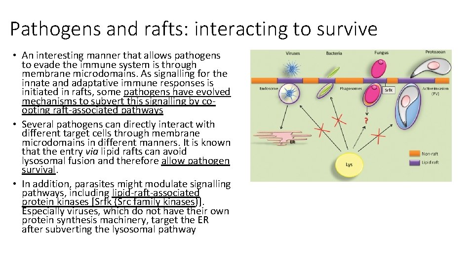 Pathogens and rafts: interacting to survive • An interesting manner that allows pathogens to