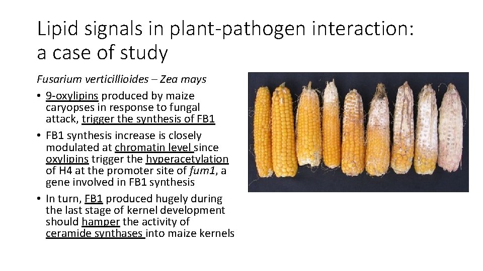 Lipid signals in plant-pathogen interaction: a case of study Fusarium verticillioides – Zea mays