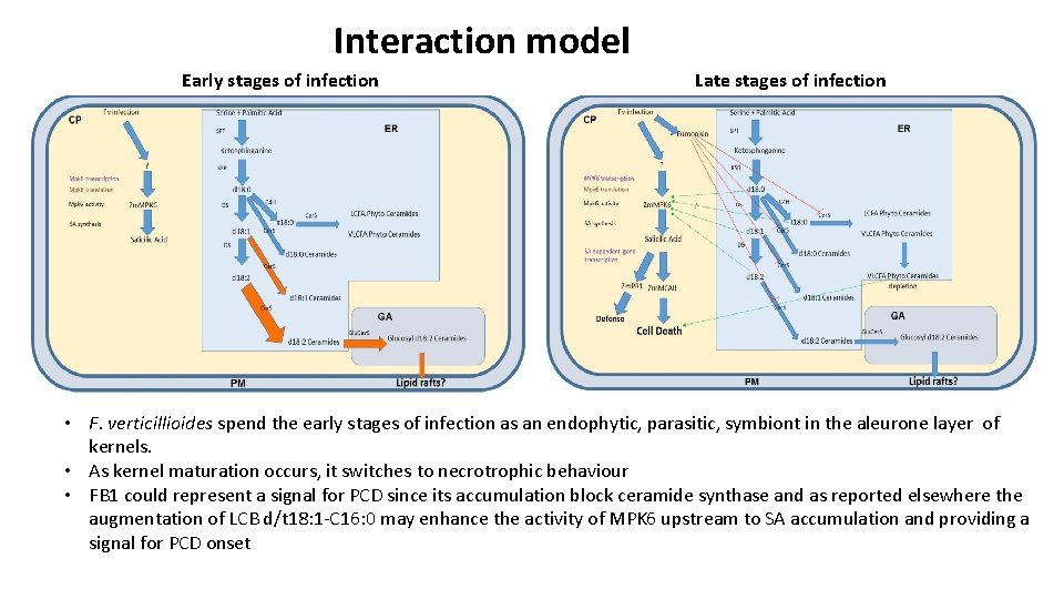 Interaction model Early stages of infection Late stages of infection • F. verticillioides spend