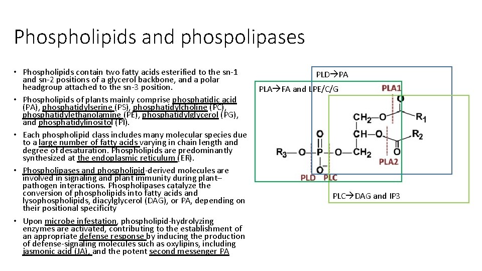 Phospholipids and phospolipases • Phospholipids contain two fatty acids esterified to the sn-1 and