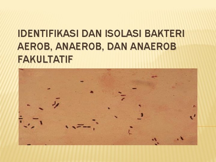 IDENTIFIKASI DAN ISOLASI BAKTERI AEROB, ANAEROB, DAN ANAEROB FAKULTATIF 