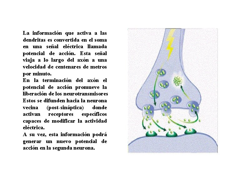 La información que activa a las dendritas es convertida en el soma en una