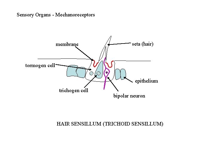 Sensory Organs - Mechanoreceptors membrane seta (hair) tormogen cell epithelium trichogen cell bipolar neuron