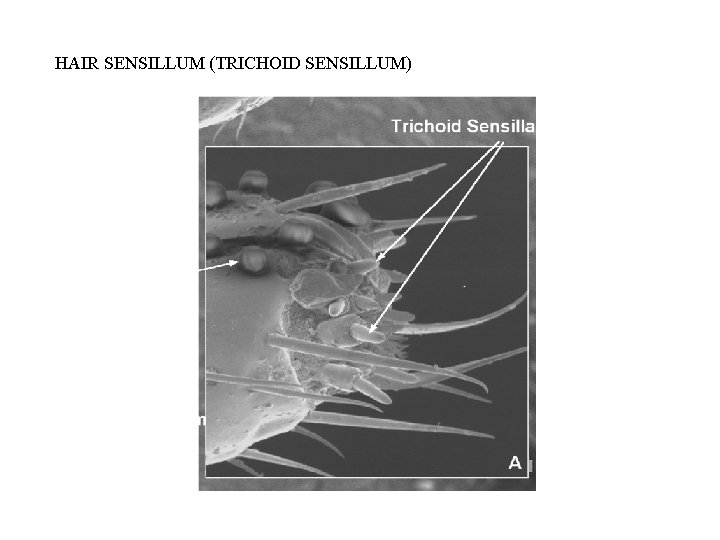 HAIR SENSILLUM (TRICHOID SENSILLUM) 