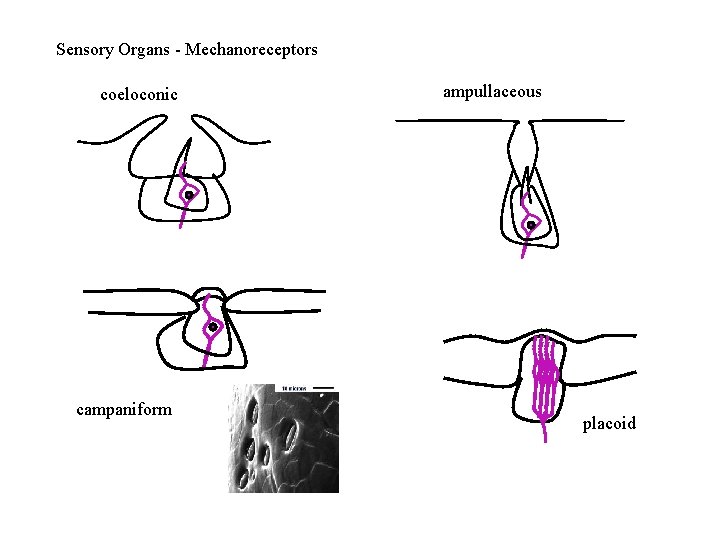 Sensory Organs - Mechanoreceptors coeloconic campaniform ampullaceous placoid 