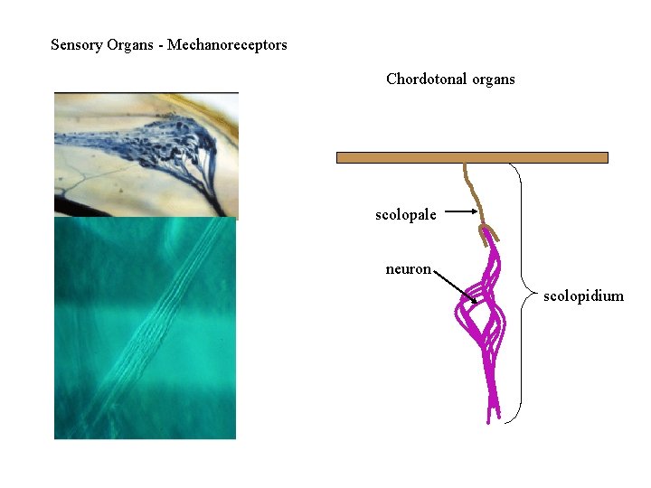 Sensory Organs - Mechanoreceptors Chordotonal organs scolopale neuron scolopidium 