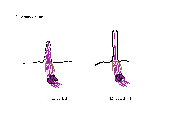 Chemoreceptors Thin-walled Thick-walled 