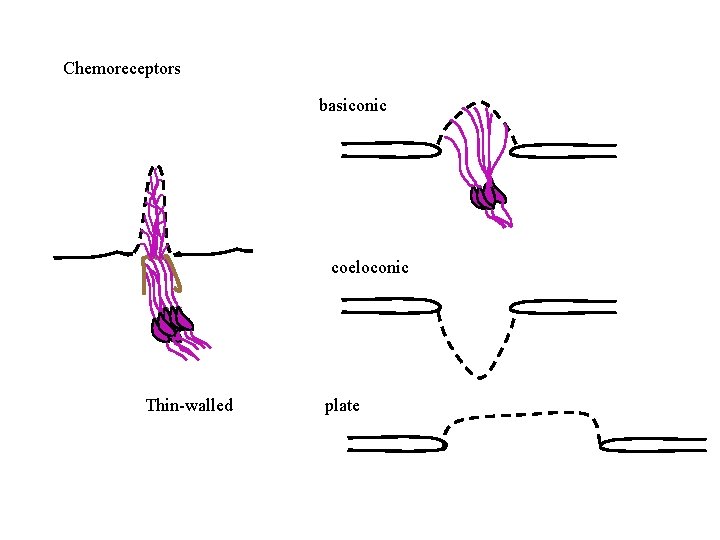 Chemoreceptors basiconic coeloconic Thin-walled plate 