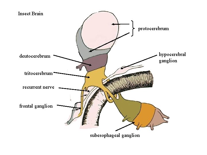 Insect Brain protocerebrum hypocerebral ganglion deutocerebrum tritocerebrum recurrent nerve frontal ganglion subesophageal ganglion 