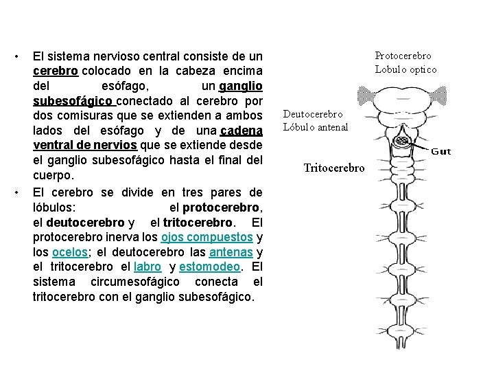  • • El sistema nervioso central consiste de un cerebro colocado en la