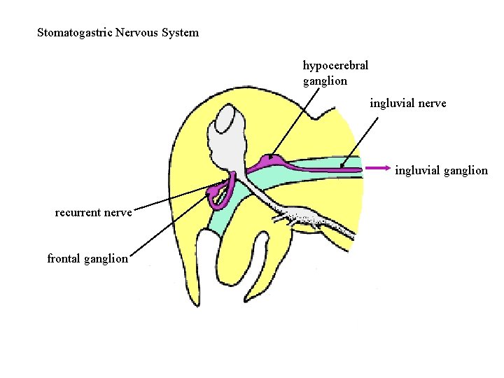 Stomatogastric Nervous System hypocerebral ganglion ingluvial nerve ingluvial ganglion recurrent nerve frontal ganglion 