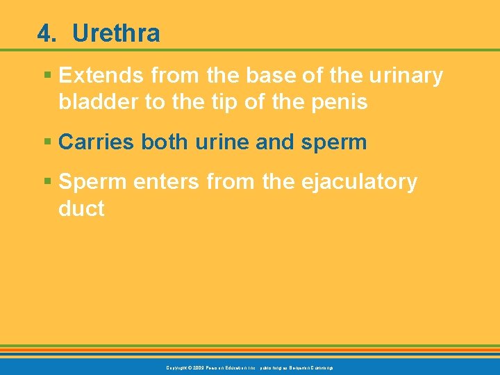 4. Urethra § Extends from the base of the urinary bladder to the tip