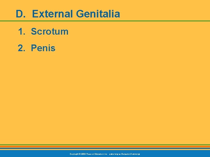 D. External Genitalia 1. Scrotum 2. Penis Copyright © 2009 Pearson Education, Inc. ,