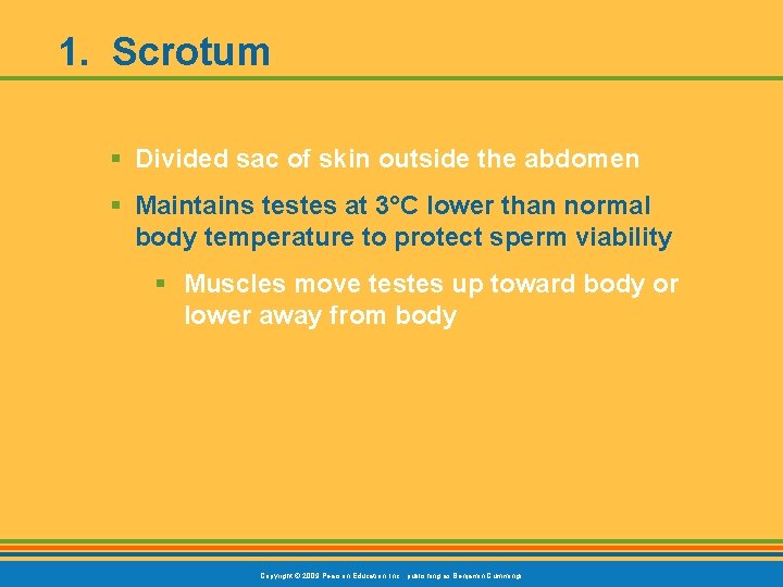 1. Scrotum § Divided sac of skin outside the abdomen § Maintains testes at