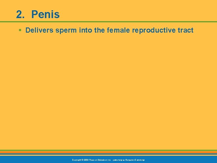 2. Penis § Delivers sperm into the female reproductive tract Copyright © 2009 Pearson