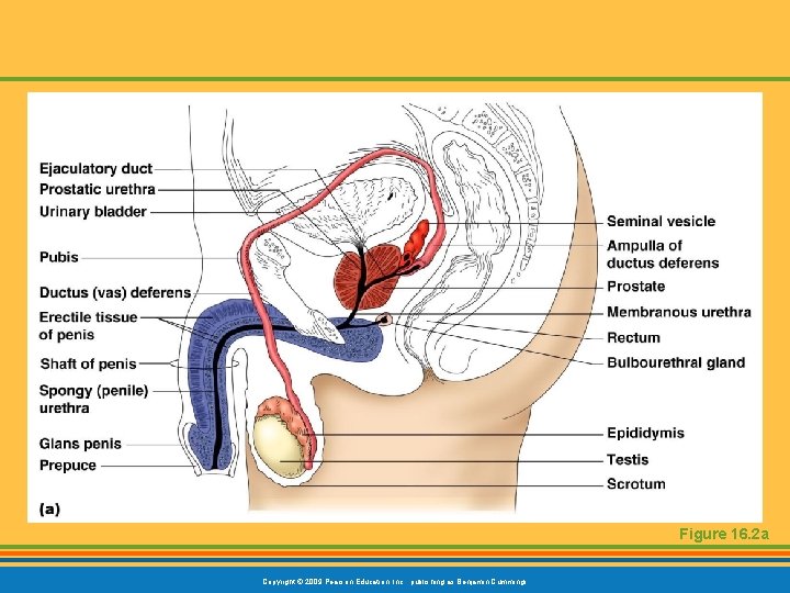 Figure 16. 2 a Copyright © 2009 Pearson Education, Inc. , publishing as Benjamin