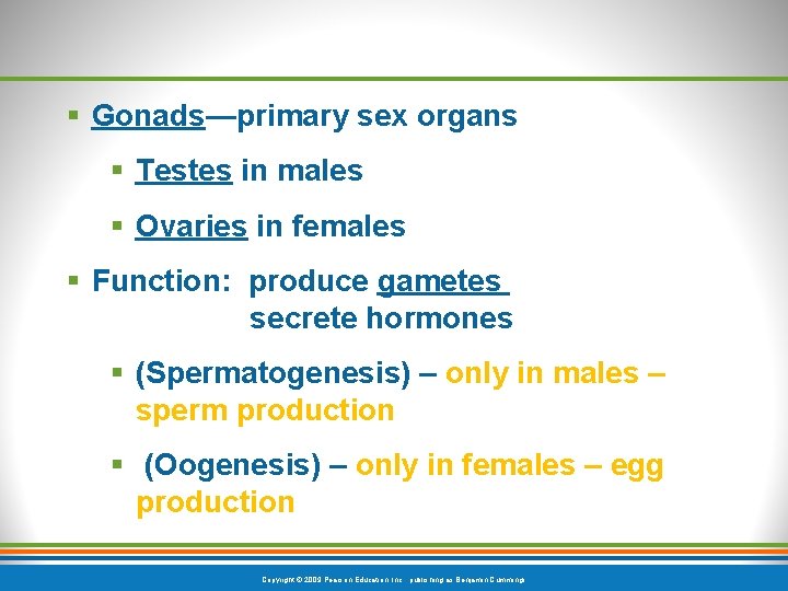 § Gonads—primary sex organs § Testes in males § Ovaries in females § Function: